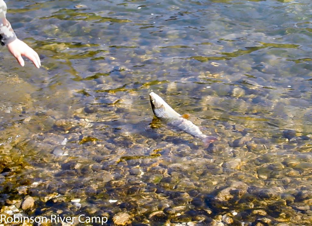 Robinson River Camp Radovljica Exteriör bild